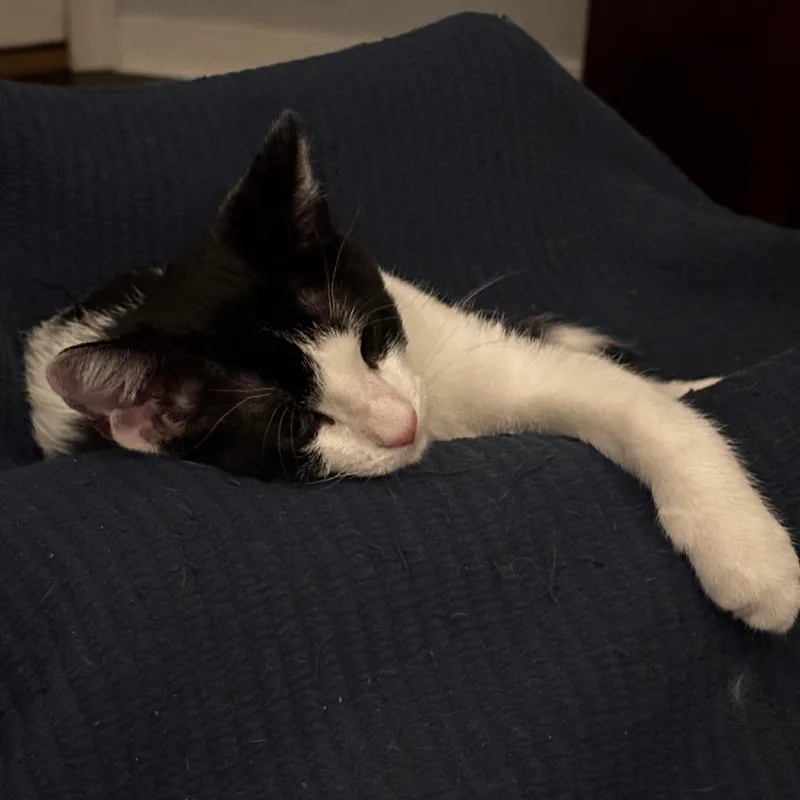 A baby small-sized male Black & White / Tuxedo Domestic Short Hair cat named Casey Junior for adoption in Richmond, VA