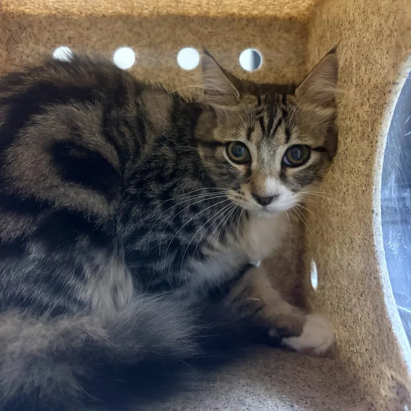 A baby medium-sized female Domestic Medium Hair cat named Working Cat Terry for adoption in Tacoma, WA