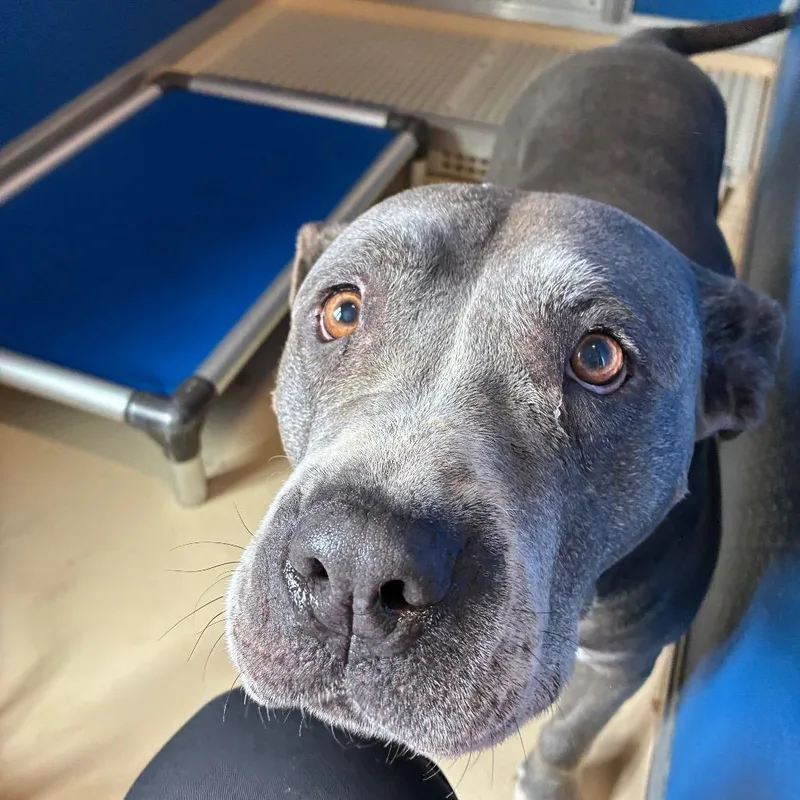 A senior large-sized female Gray / Blue / Silver Mastiff dog named Sadie for adoption in Marysville, OH