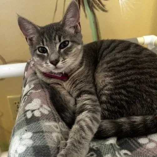 A baby medium-sized female Tabby (Gray / Blue / Silver) Tabby cat named Talia Lovely Little for adoption in Hoquiam, WA