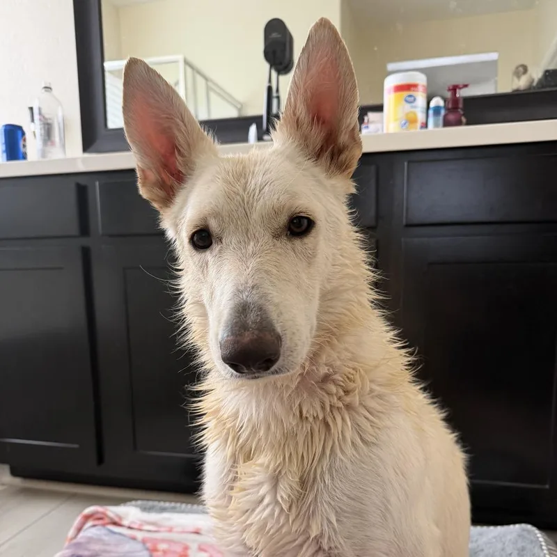 A young large-sized female White / Cream White German Shepherd dog named Phoenix for adoption in Chandler, AZ