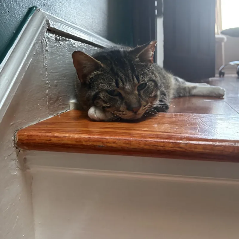 Kirkland Signature thumbnail 2