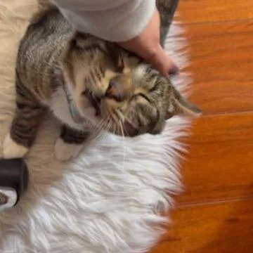 Kirkland Signature thumbnail 3