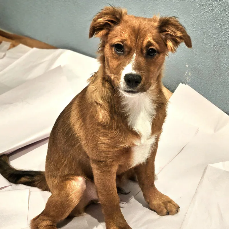 A baby small-sized male Red / Chestnut / Orange Chihuahua dog named Kirby for adoption in Chicago, IL