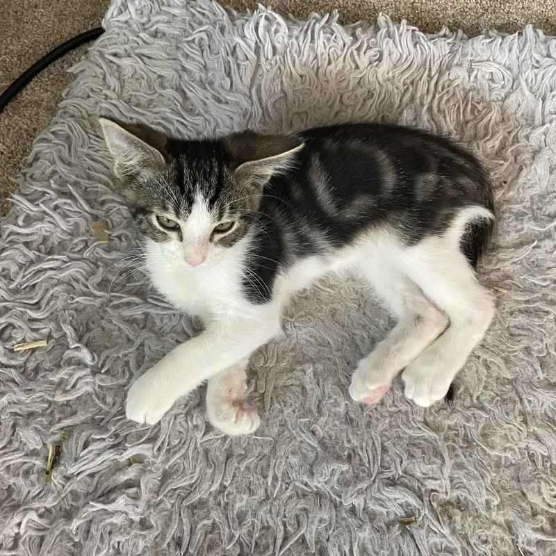 A baby medium-sized male Domestic Short Hair cat named Dash for adoption in Renton , WA
