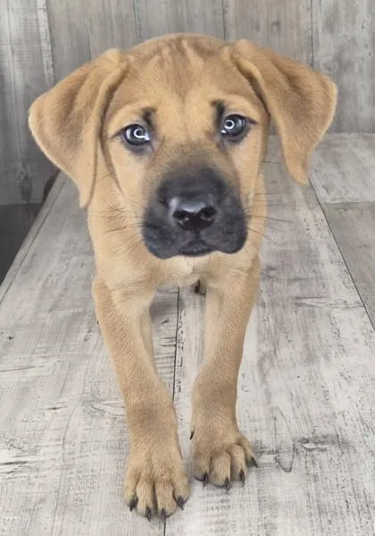 An adult small-sized male Retriever dog named Sparky for adoption in Shreveport, LA