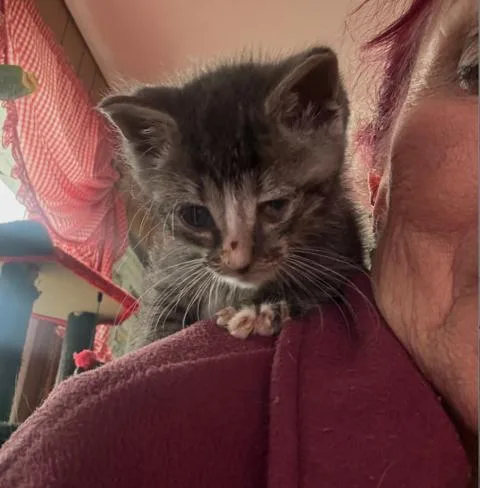A baby small-sized male Tabby (Gray / Blue / Silver) Domestic Short Hair cat named Milagros for adoption in Bayonne, NJ
