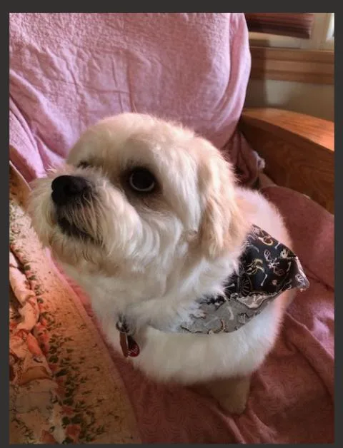 A young small-sized male White / Cream Shih Tzu dog named Teddy for adoption in Eden Prairie, MN