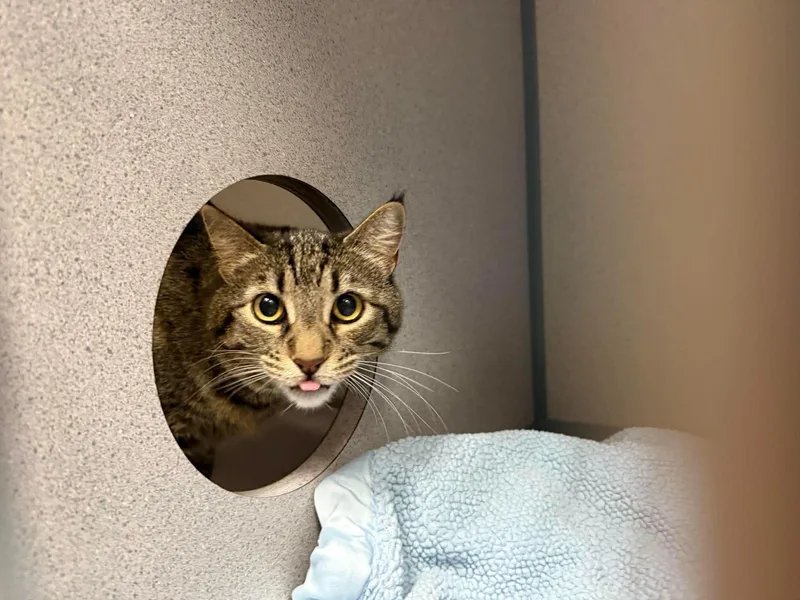 An adult medium-sized female Tabby (Buff / Tan / Fawn) Domestic Short Hair cat named Pumba for adoption in Canon City, CO