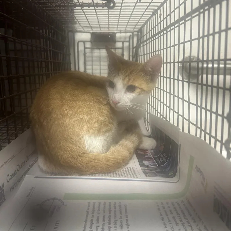 A young medium-sized male Orange / Red Domestic Short Hair cat named Beef for adoption in Philadelphia, PA