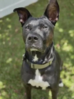 A young large-sized male Mixed Breed dog named Rory for adoption in Savannah, GA