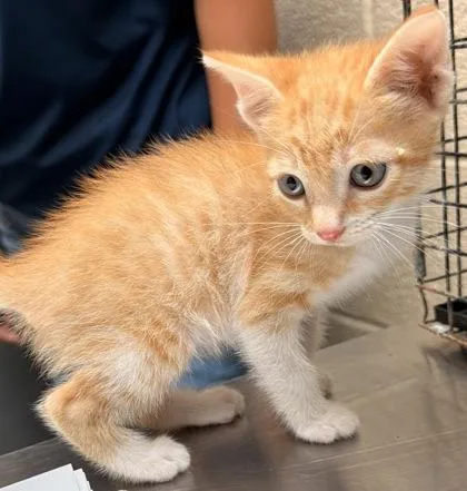 A young small-sized female Tabby (Orange / Red) Domestic Short Hair cat named Daffodil for adoption in Harlingen, TX