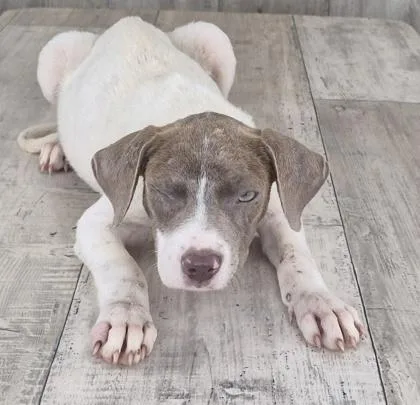 An adult small-sized female Hound dog named Shuga for adoption in Shreveport, LA