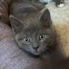 A baby small-sized male Gray / Blue / Silver Domestic Short Hair cat named Laken for adoption in Lynchburg, VA