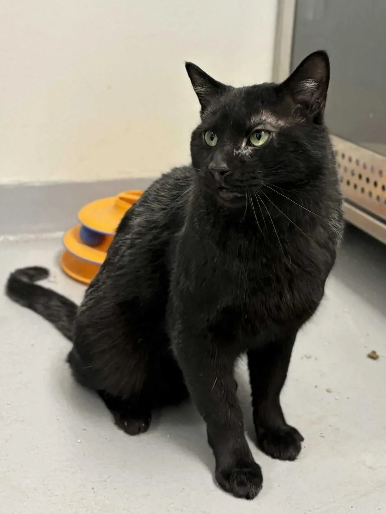 Bagheera thumbnail 2