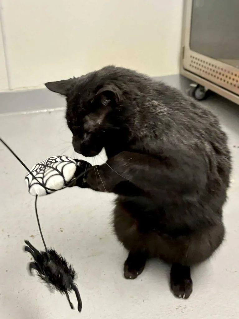 Bagheera thumbnail 4