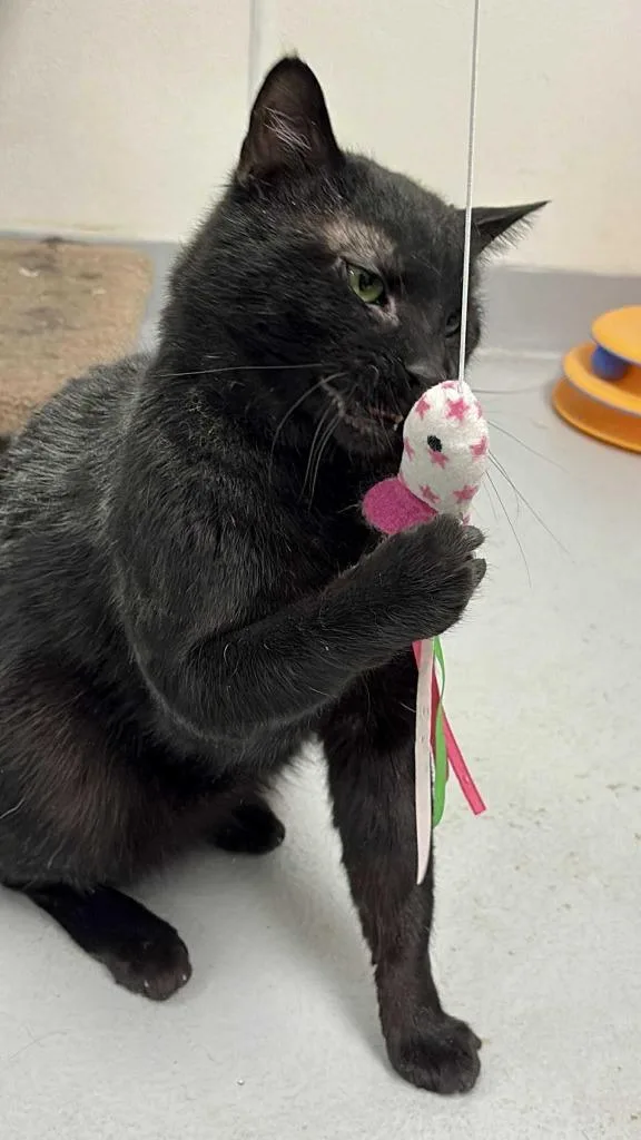 Bagheera thumbnail 6