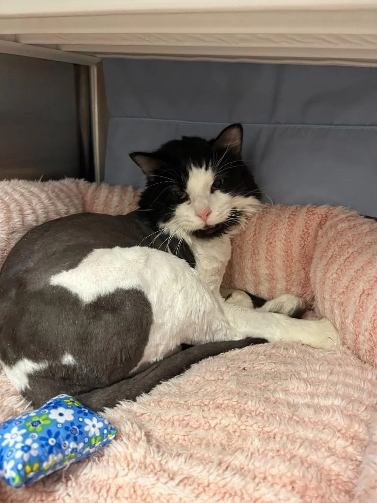 An adult medium-sized male Domestic Medium Hair cat named Mayor John for adoption in Minot, ND