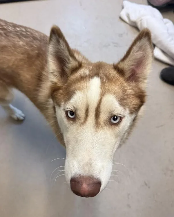 A young medium-sized female Siberian Husky dog named Choccy Milk for adoption in El Cajon, CA