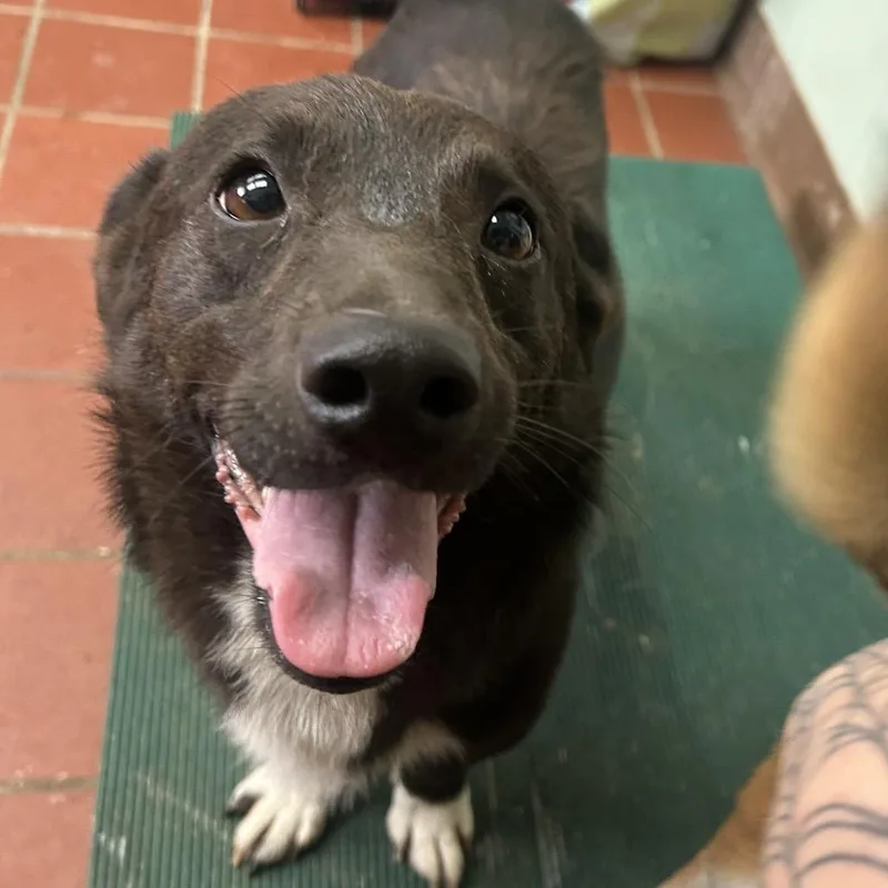 An adult small-sized male Black Cardigan Welsh Corgi dog named Marco for adoption in West Point, MS