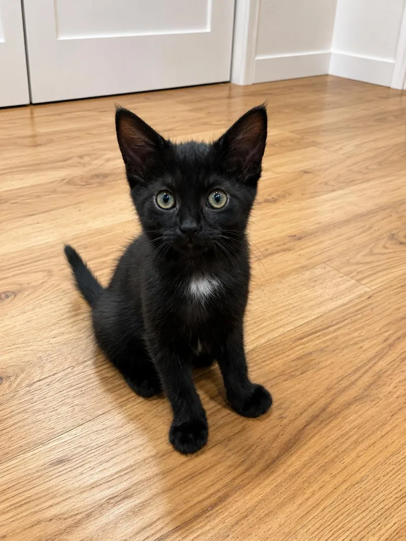 A baby medium-sized female Black Domestic Short Hair cat named Tribble for adoption in Los Angeles, CA
