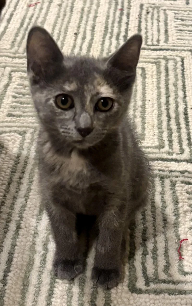 A baby medium-sized female Tortoiseshell cat named Confetti for adoption in Phoenix, AZ