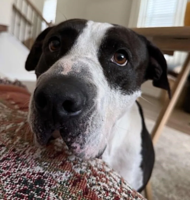 An adult medium-sized female Mixed Breed dog named Martha Stu for adoption in Shelburne, VT