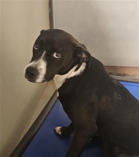 A young large-sized female Pit Bull Terrier dog named Oreo for adoption in Bakersfield, CA