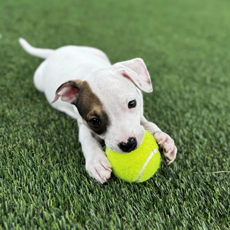 A baby small-sized female White / Cream Mixed Breed dog named Tankini for adoption in Bradenton, FL