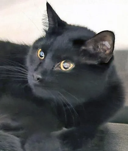 Toothless thumbnail 2