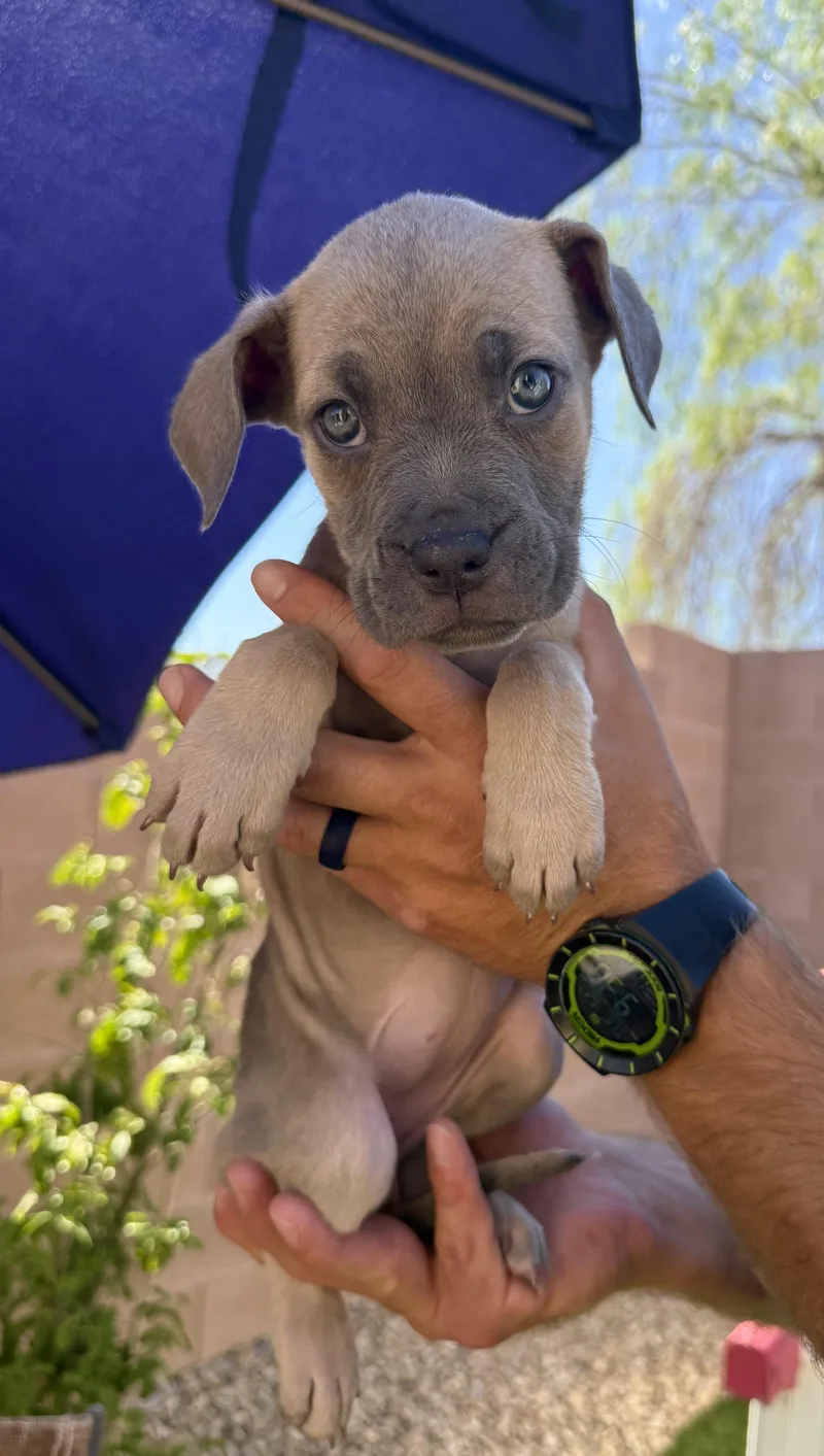 A baby medium-sized female Mixed Breed dog named Trinity for adoption in Henderson, NV