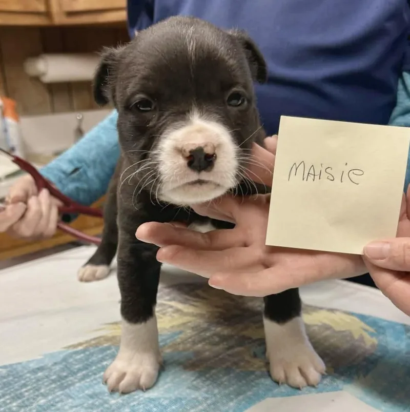 Maisie thumbnail 3