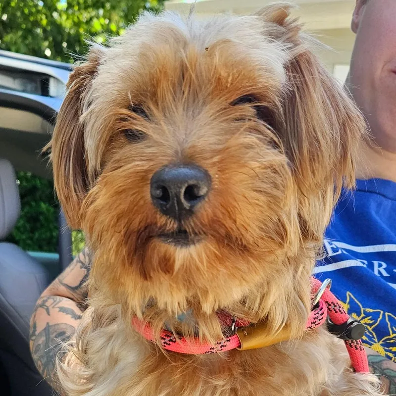An adult small-sized male Red / Chestnut / Orange Yorkshire Terrier dog named Oscar for adoption in Gloucester, VA