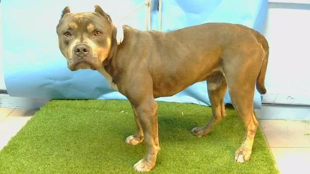An adult large-sized male American Staffordshire Terrier dog named A for adoption in Gardena, CA