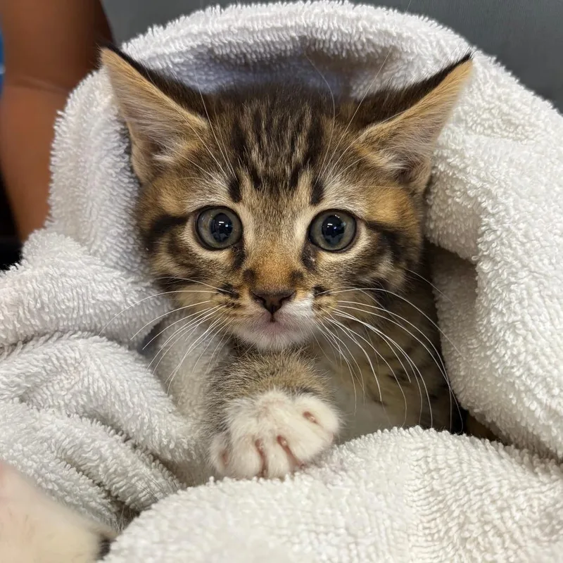 A baby medium-sized male Tabby (Brown / Chocolate) Domestic Short Hair cat named Leonardo for adoption in Joshua Tree, CA