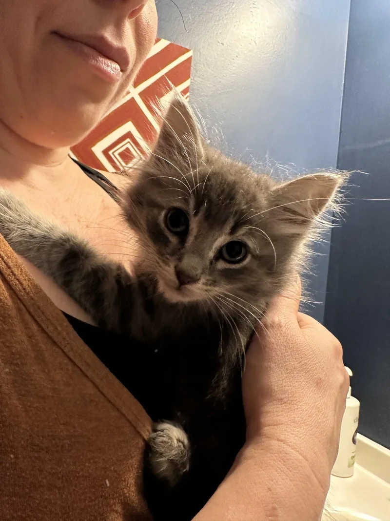 A baby medium-sized male Domestic Medium Hair cat named Ashton for adoption in Trenton, NJ