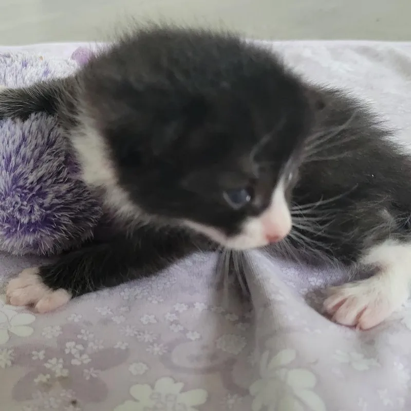 A baby small-sized male Black Domestic Short Hair cat named Sabin for adoption in Redmond, WA