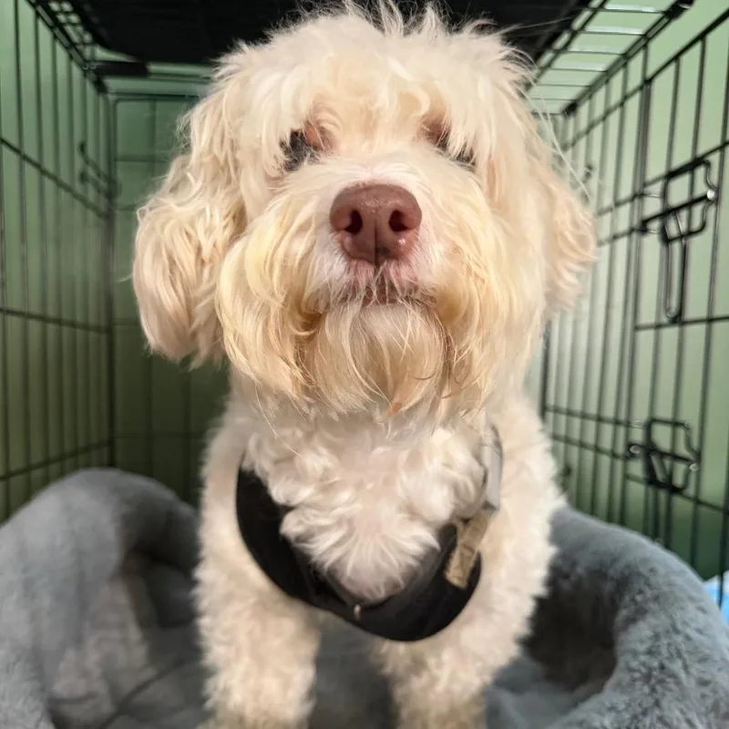 A senior small-sized male White / Cream Mixed Breed dog named Titan for adoption in Fredericksburg, VA
