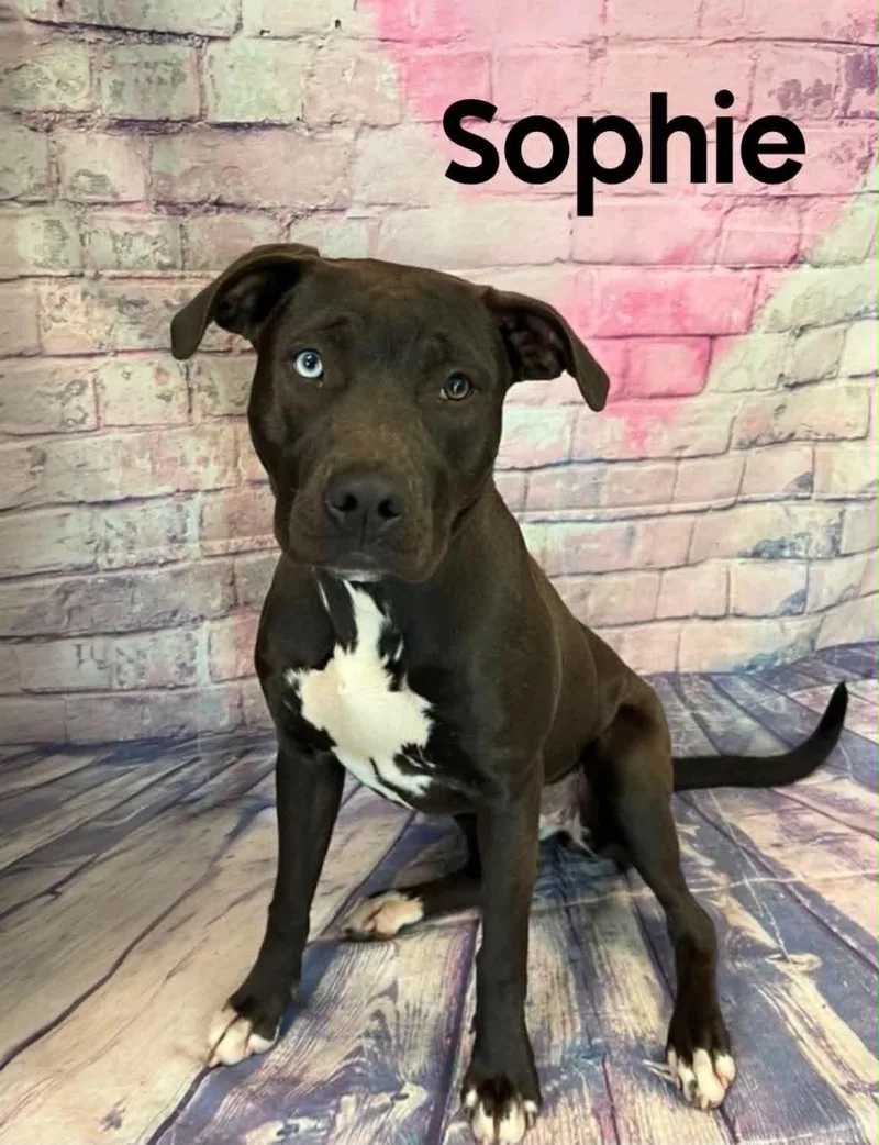 A young medium-sized female Black Labrador Retriever dog named Sophie for adoption in Quincy, MI