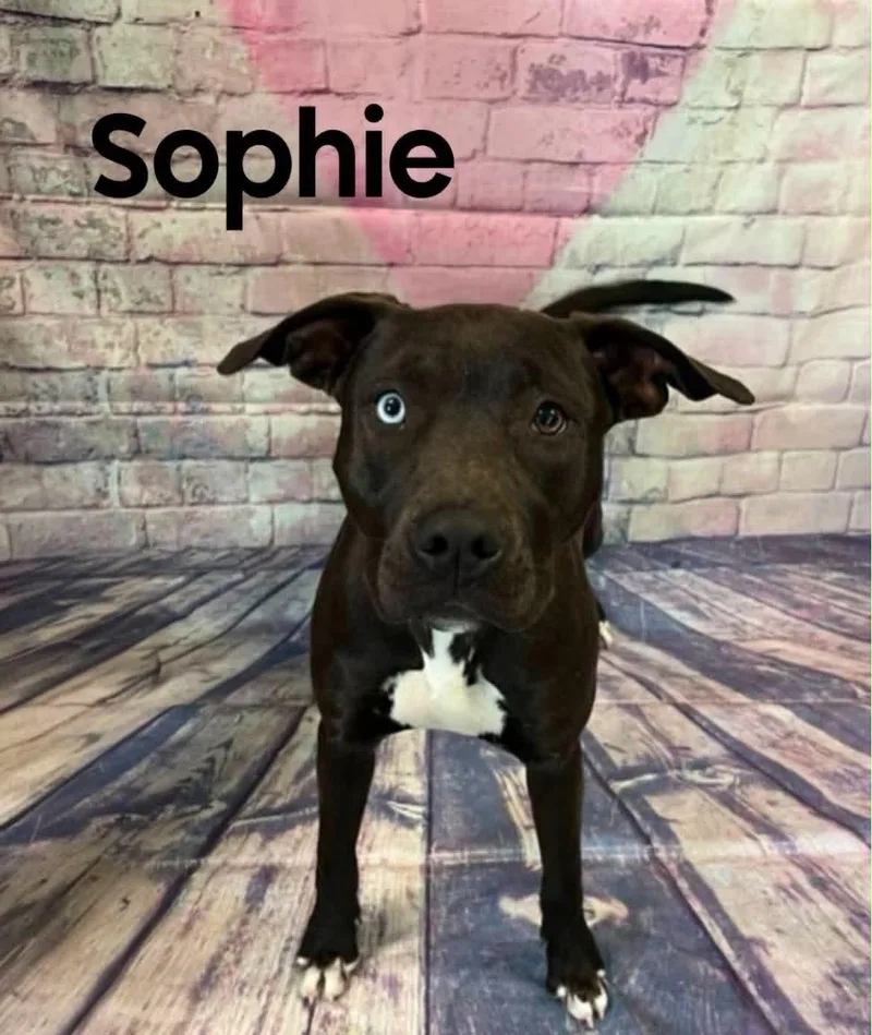 Sophie thumbnail 2