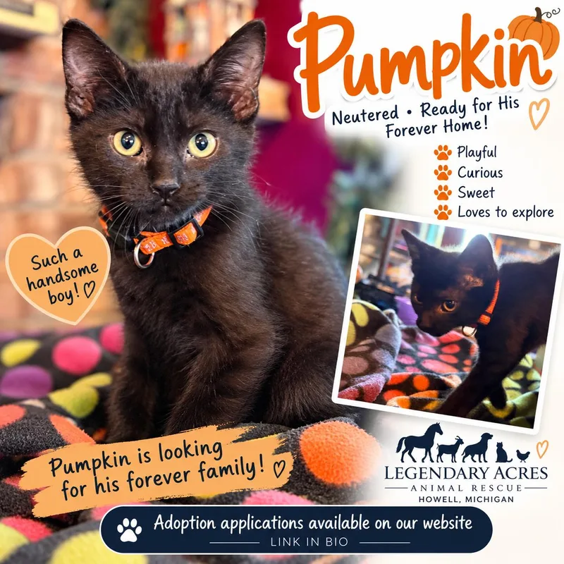 A baby medium-sized male Black American Shorthair cat named Pumpkin for adoption in HOWELL, MI