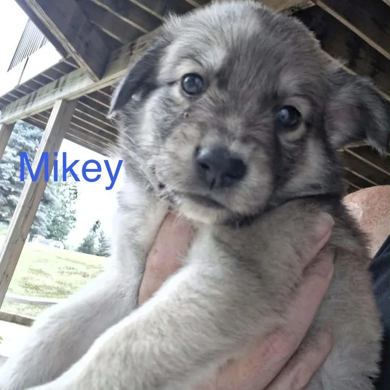 Mikey