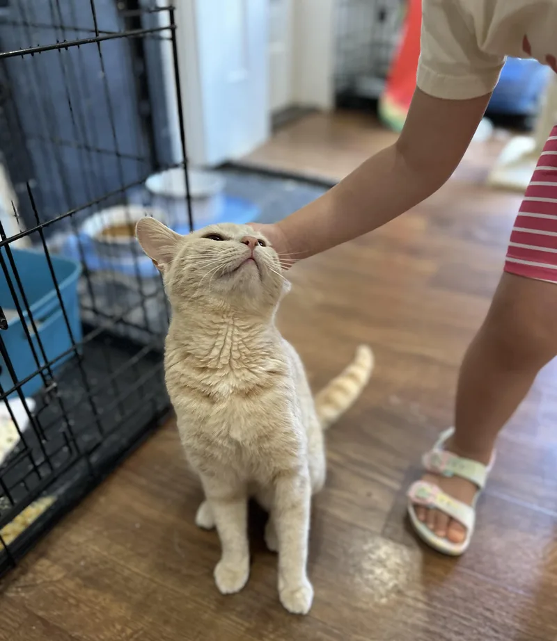 A young small-sized male Tabby (Buff / Tan / Fawn) Domestic Short Hair cat named Taz loves kid for adoption in Lawrenceville, GA