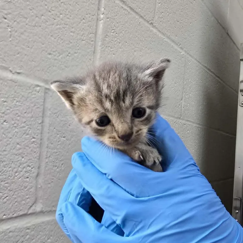 A baby small-sized female Gray / Blue / Silver Domestic Short Hair cat named Jade for adoption in Harrisonburg, VA