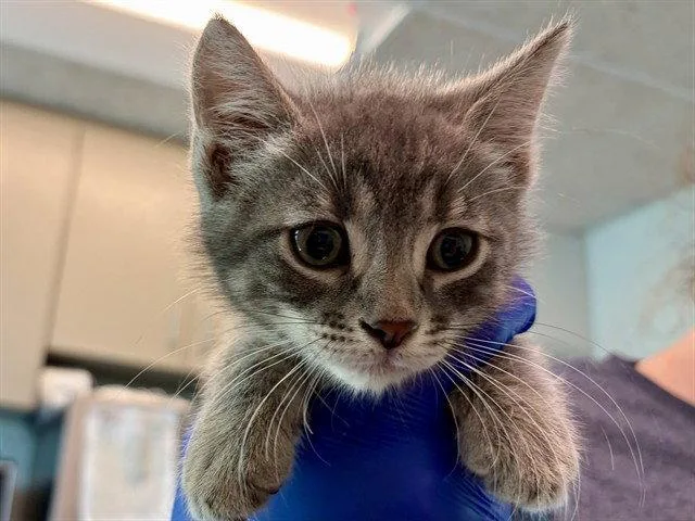 A baby small-sized male Gray / Blue / Silver Domestic Medium Hair cat named Hunt for adoption in Tavares, FL