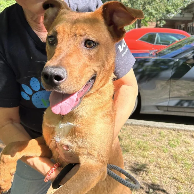 A young medium-sized male Brown / Chocolate Mixed Breed dog named Auggie for adoption in Columbus, GA