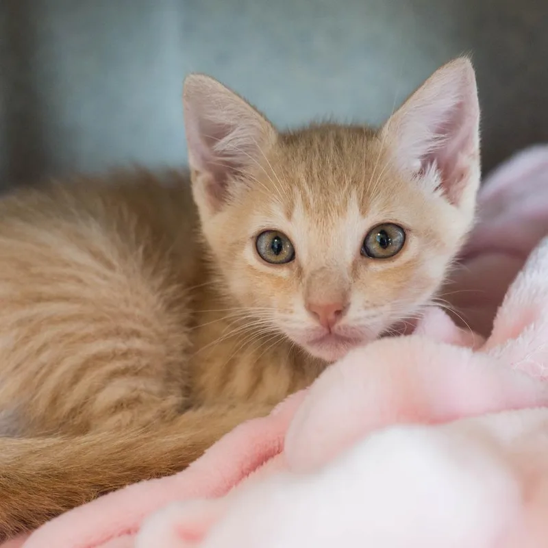 A baby small-sized male Buff / Tan / Fawn Domestic Short Hair cat named Sterling for adoption in Houston, TX