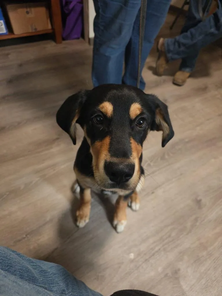 A baby medium-sized male Shepherd dog named Levi for adoption in Thompson Falls, MT