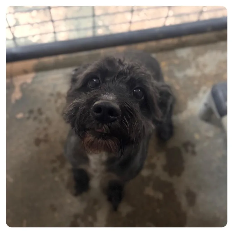 An adult small-sized male Black Miniature Schnauzer dog named Knight for adoption in Starkville, MS