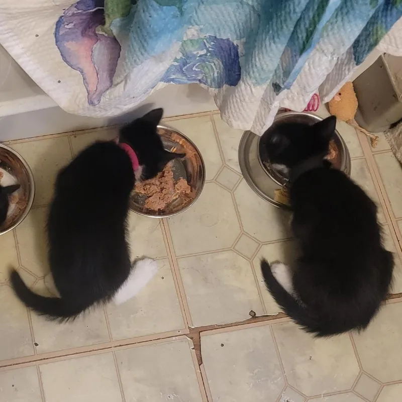 Michelangelo Check Out My